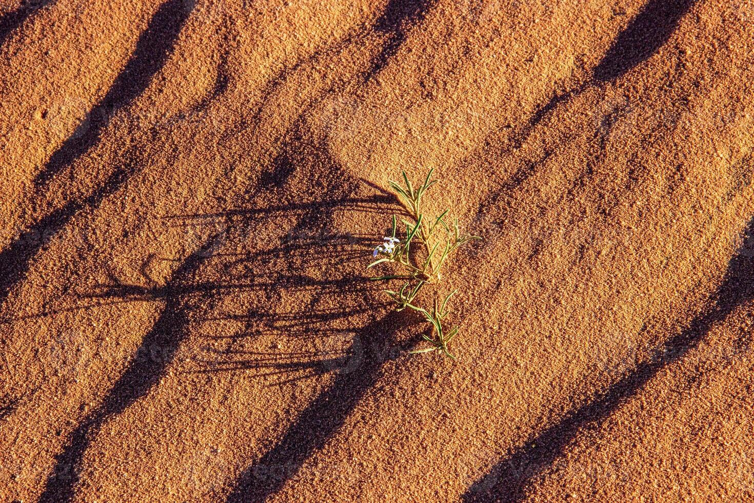 Small Flower Growing in Desert Sand, Wadi Rum, Jordan photo