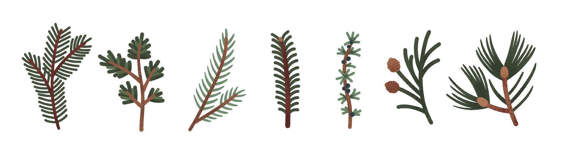 Evergreen Tree Branches and Pinecones Set vector