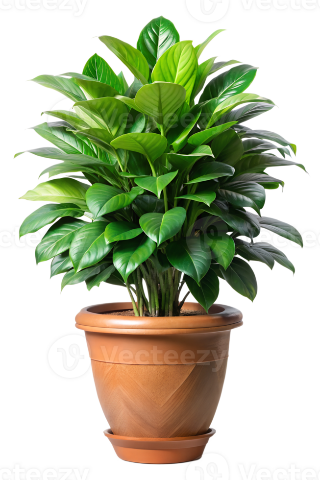 Lush green indoor plant in a terracotta pot png