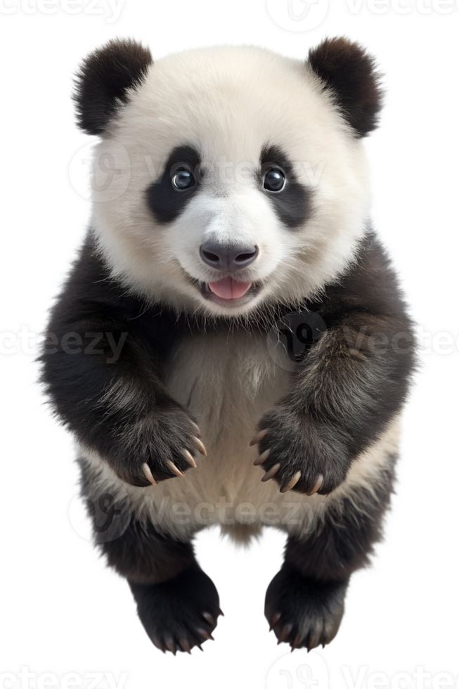 Happy panda standing and looking curious indoors png
