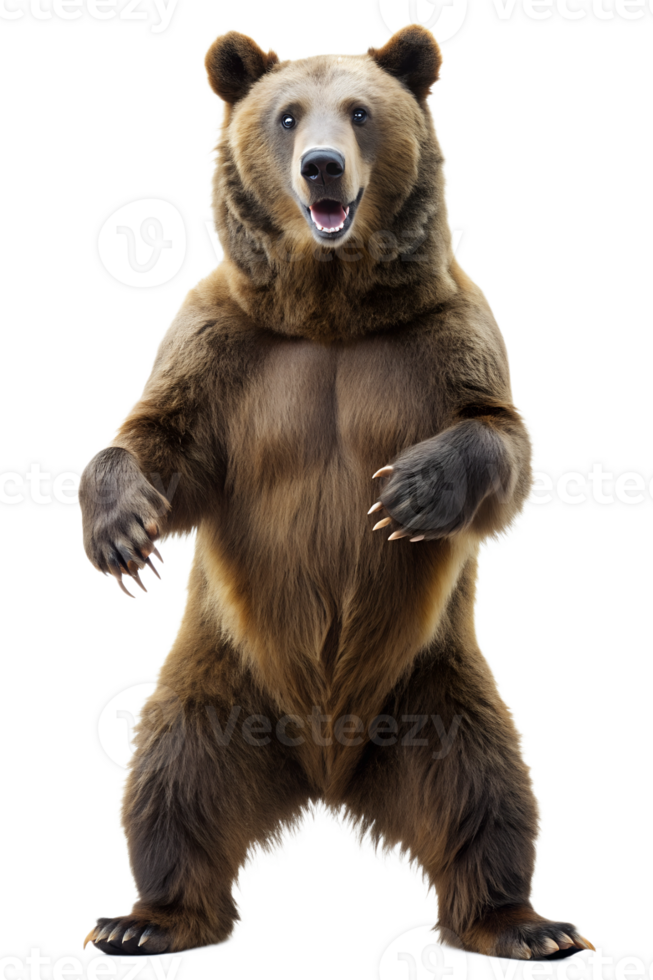 A playful bear standing on hind legs in a studio png