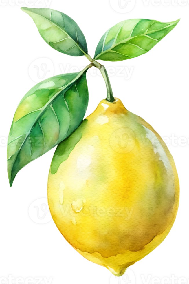 Lemon on a bright green branch png
