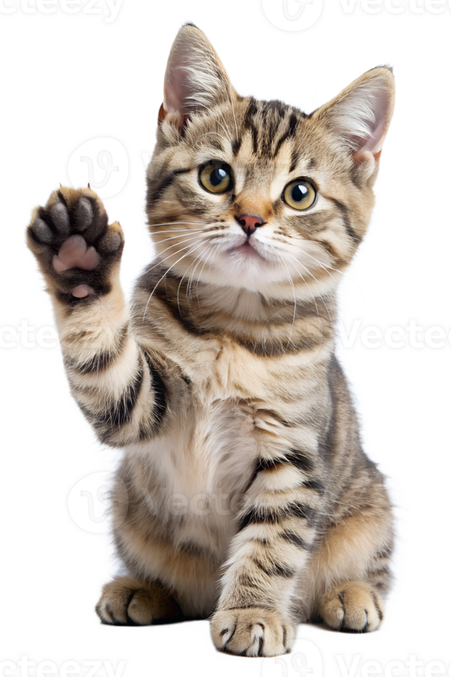 Playful kitten waving with paw in bright setting png