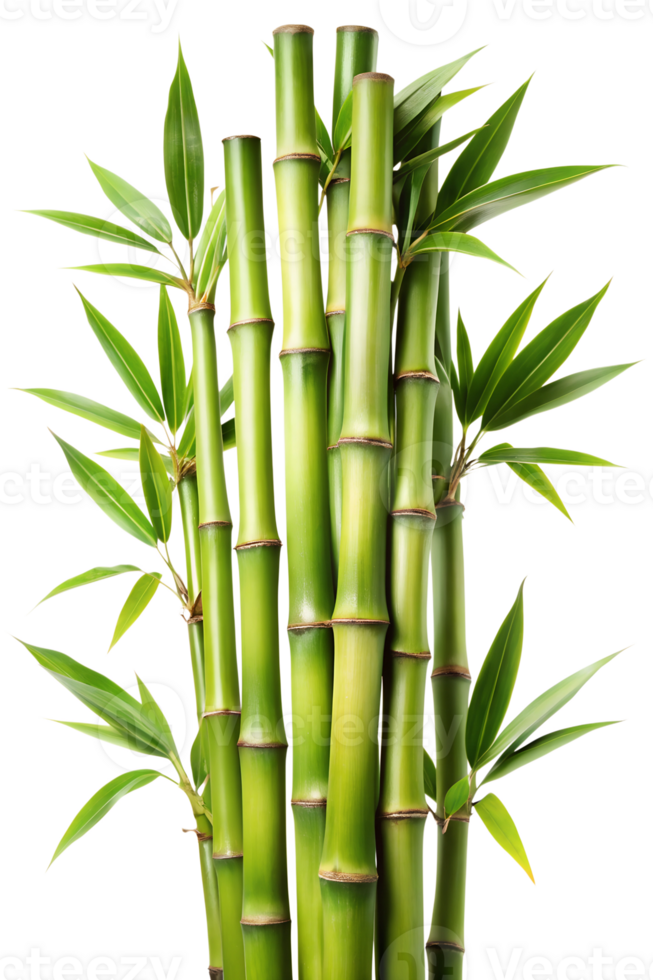 Upright green bamboo in bright light png