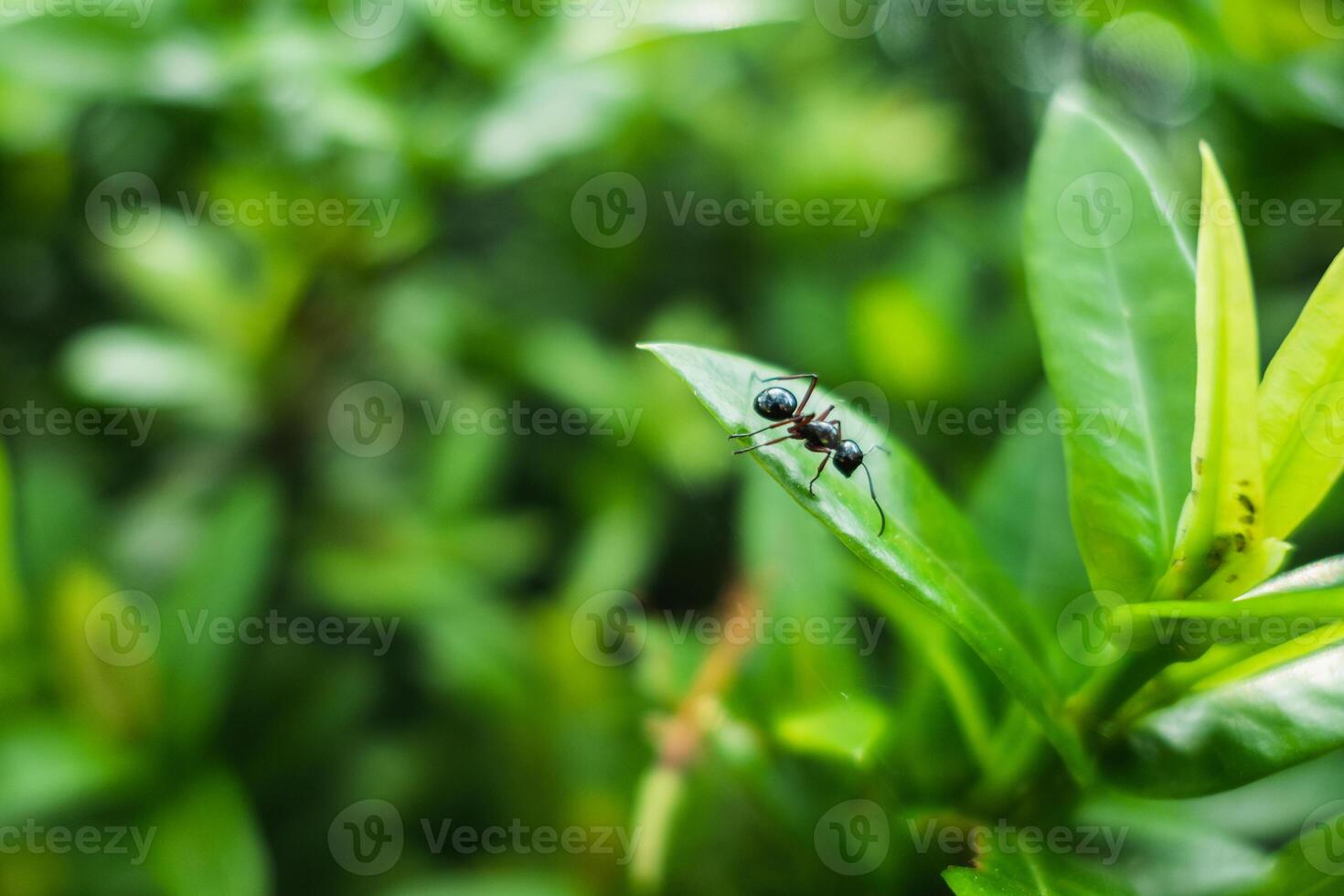 Black ant on green leaf photo