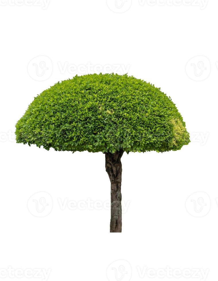 Green bush shape banyan tree with trunk photo
