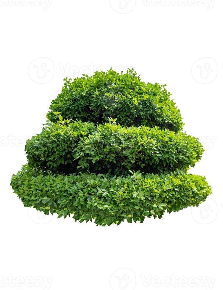 Green bush shape banyan tree photo