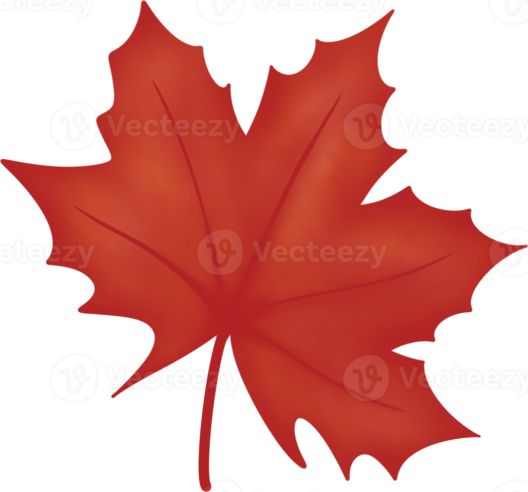 A vibrant red maple leaf with intricate veins. png