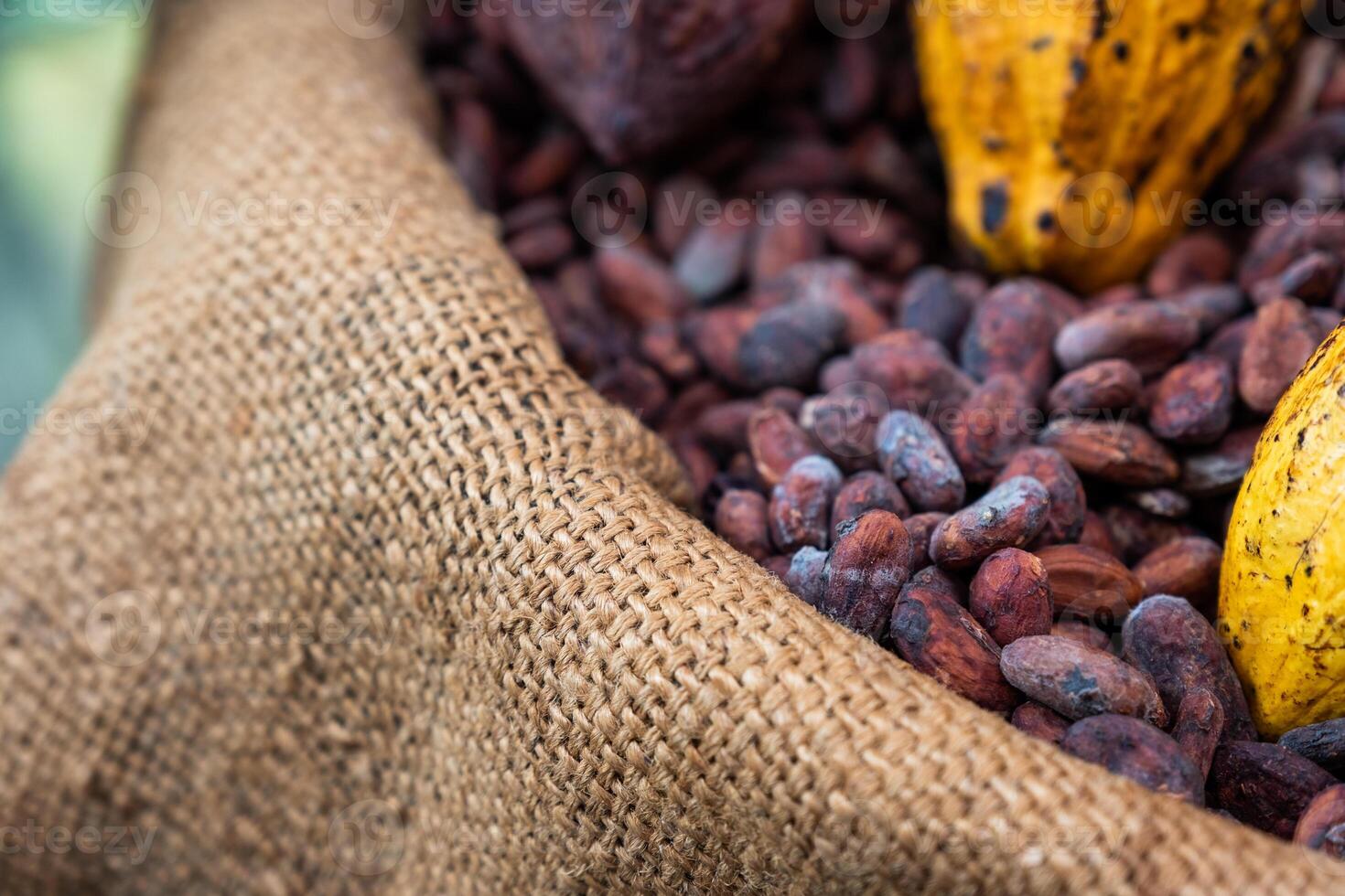Cocoa beans with cocoa pod photo