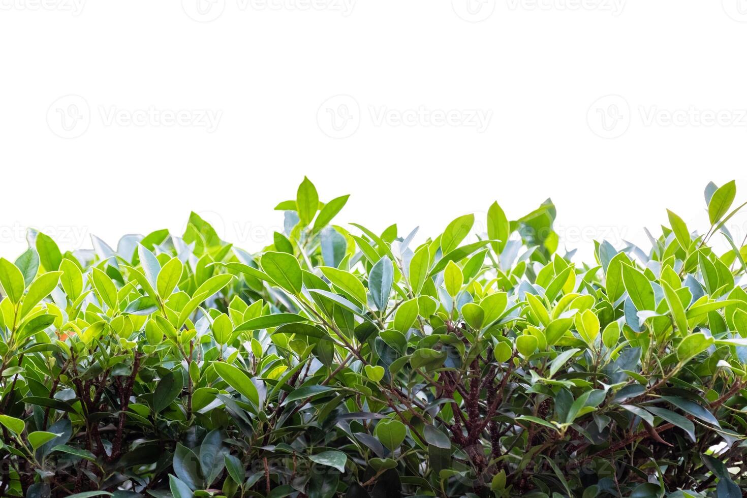 Brightly green leaves on background photo