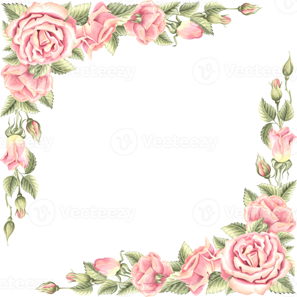 Flowers of roses with buds and green leaves. Template spring postcard with copy space, frame square. Hand drawn watercolor illustration isolated. Background for invitation, postcard, wedding, textile. png