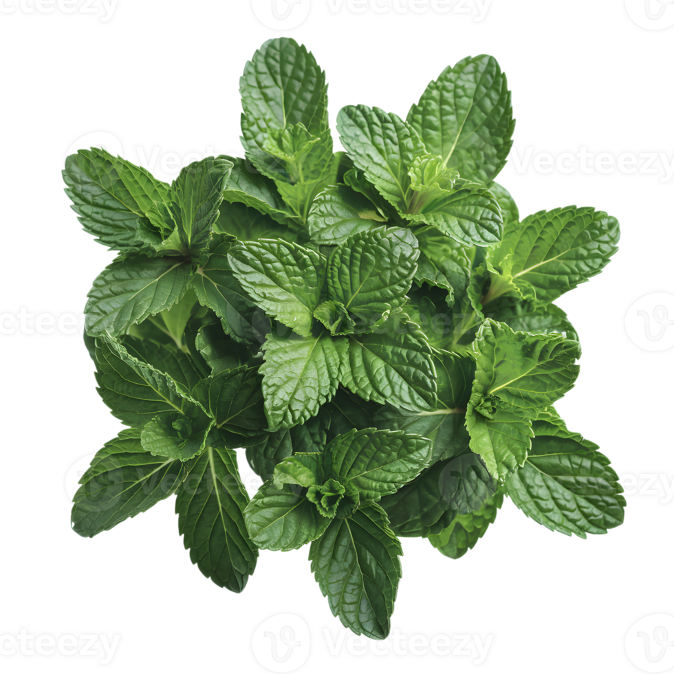 Fresh green mint leaves, star like pattern, distinct veins, vibrant png