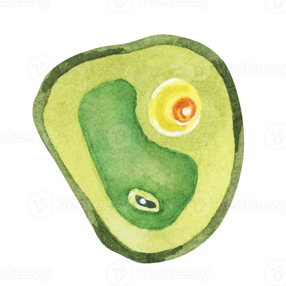 Chlorella illustration featuring a single green algae cell with detailed structure. Seaweed superfood Watercolor clipart for educational materials, wellness products, and scientific illustrations. png