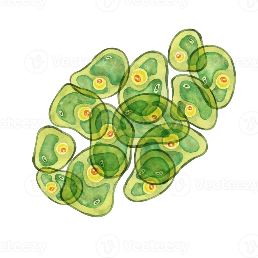 Chlorella sea life watercolor illustration of clustered green algae cells. Superfood clipart Ideal for educational charts, biology class materials, or eco-conscious product branding png