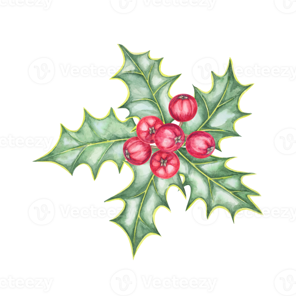 A festive holly watercolor illustration with red berries and sharp-edged green leaves. This hand drawn ilex clipart is ideal for designing holiday packaging, Christmas party invites, or table decor png