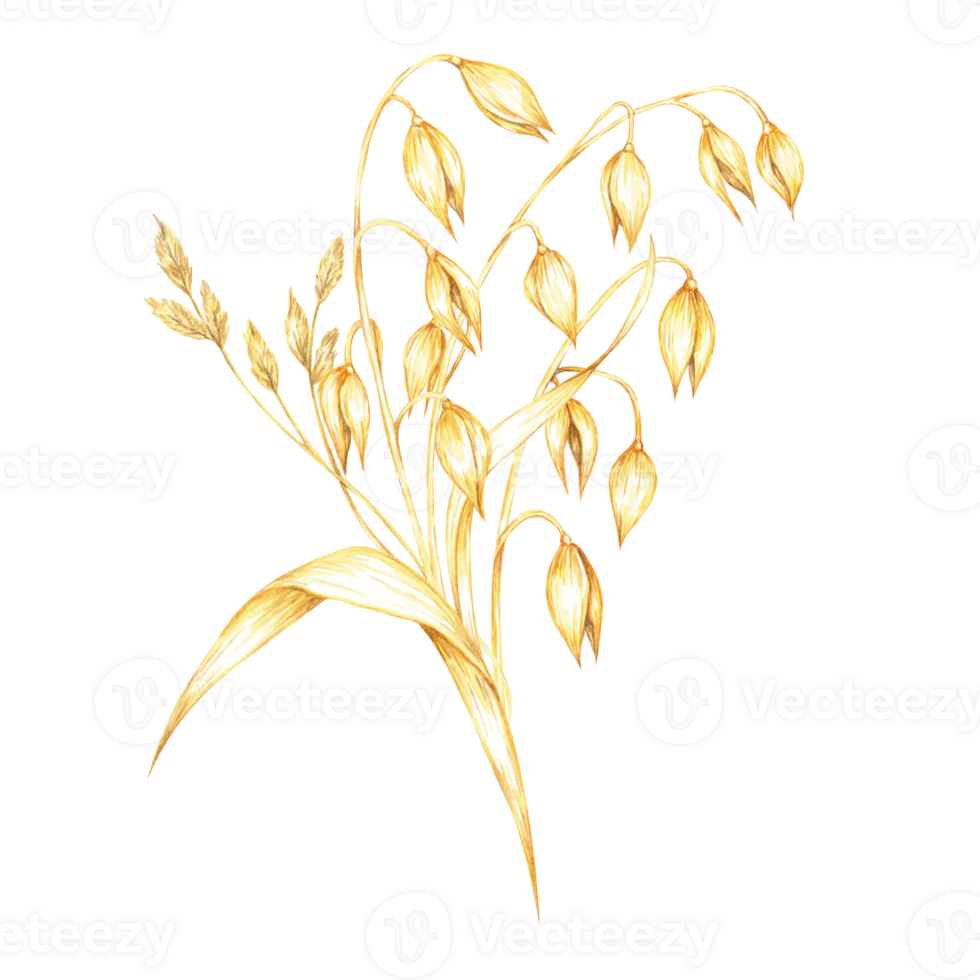 Oat stalk watercolor clipart with golden-yellow grains and leaf. Herbs and cereal bouquet. Perfect for use in botanical prints, eco-conscious product designs, or organic food packaging png