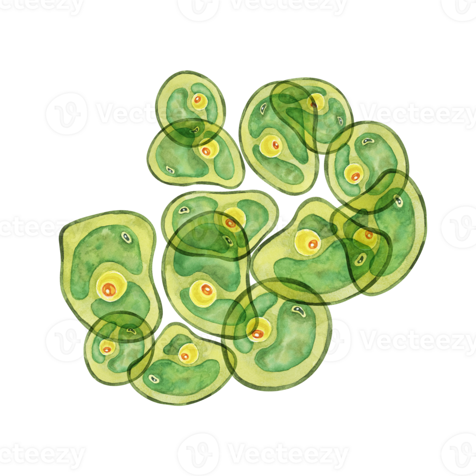 Green algae watercolor featuring an abundant group of Chlorella cells overlapping each other. Seaweed clipart for health wellness blogs, educational infographics, superfood health supplement packaging png