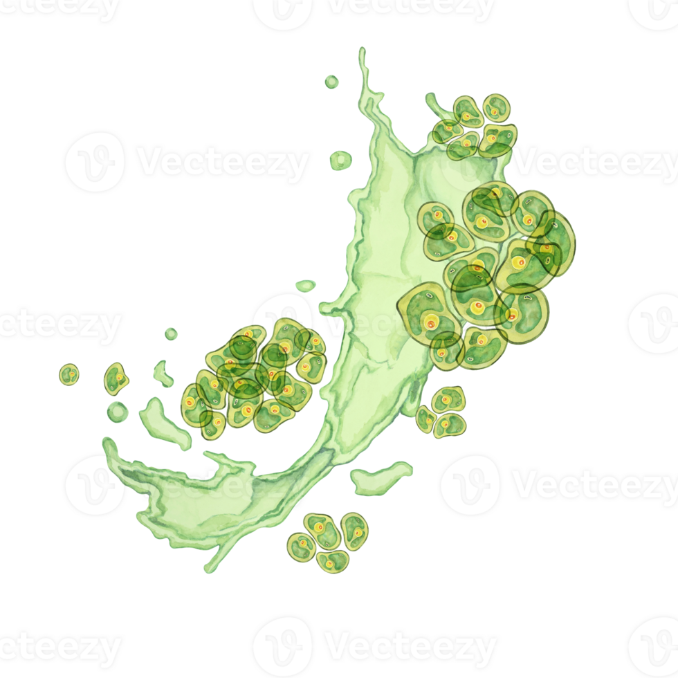 Chlorella algae watercolor clipart featuring green clusters in an abstract dynamic splash design. Ideal for educational content, environmental campaigns, and wellness branding png