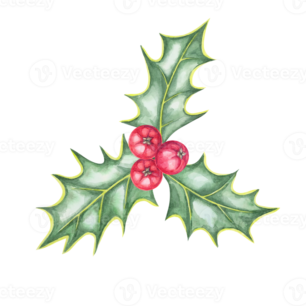A cluster of holly leaves and red berries in watercolor. This ilex hand drawn clipart is perfect for adding a festive touch to product labels, party invitations, Christmas scrapbooking, or web design png