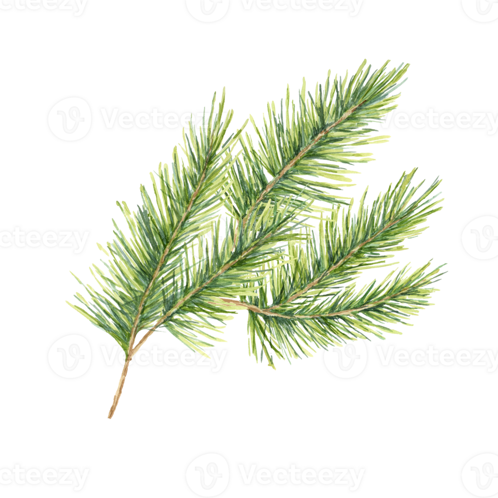 A full green spruce branch. Isolated watercolor illustration. Fir, cedar, pine clipart perfect for festive designs, winter decor patterns, and eco-conscious packaging, holiday cards or invitations png