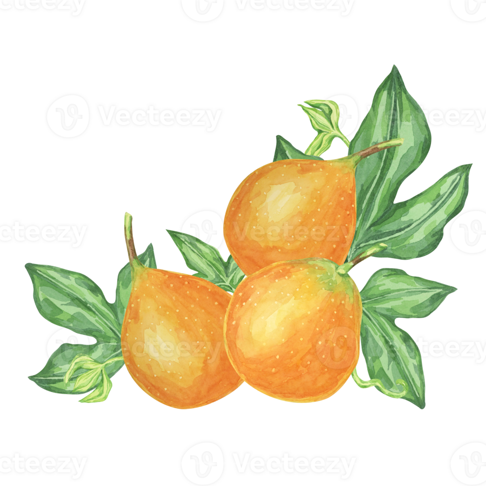 Sweet granadilla watercolor clipart shows three orange maracuja fruits, complete with green leaves. Ideal for product labels, kitchen decor, and educational materials about exotic fruits png