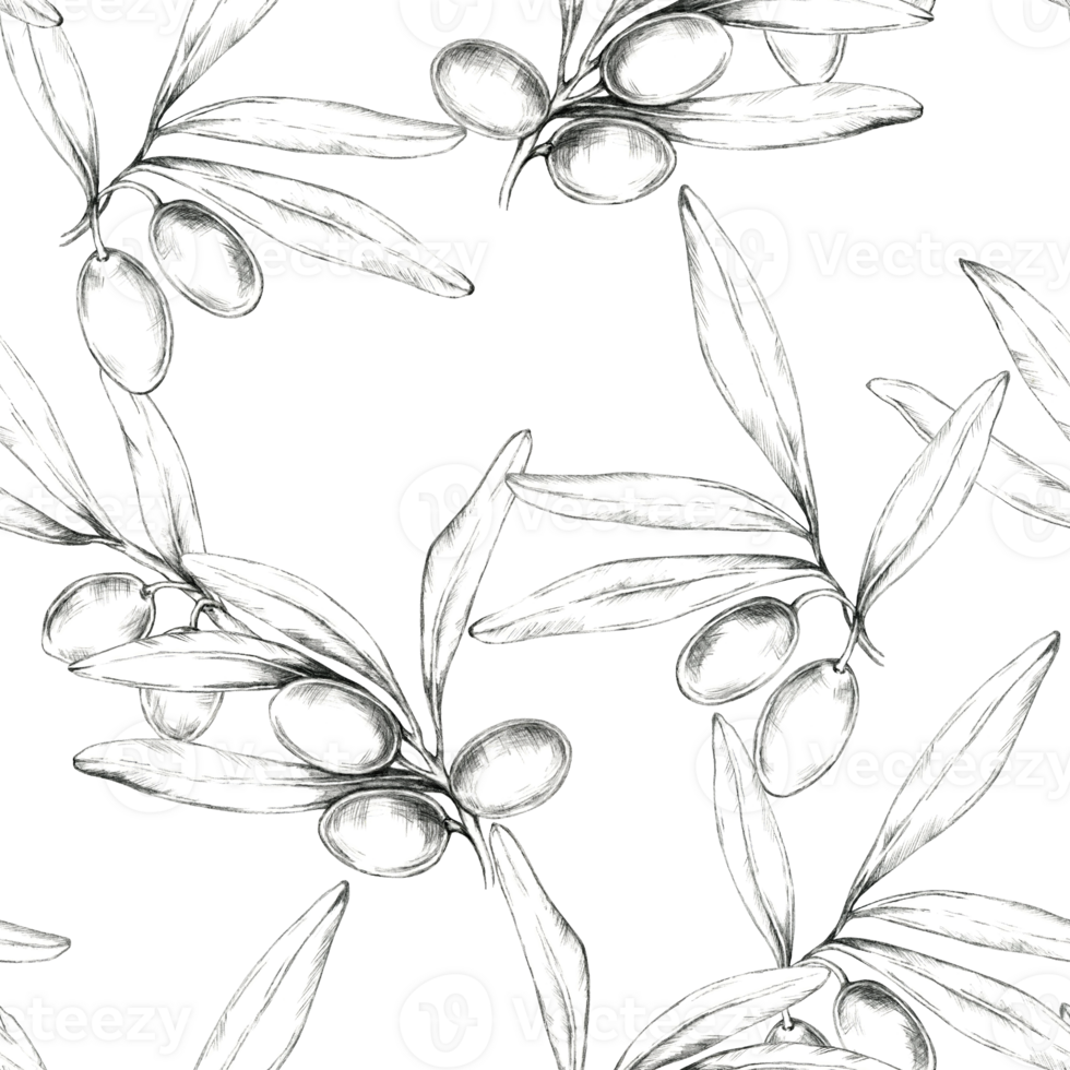 Hand-drawn pencil illustrations of olives and branches create a seamless pattern. Perfect for use in fabric design, wallpaper, or paper products, adding a simple yet elegant botanical element png