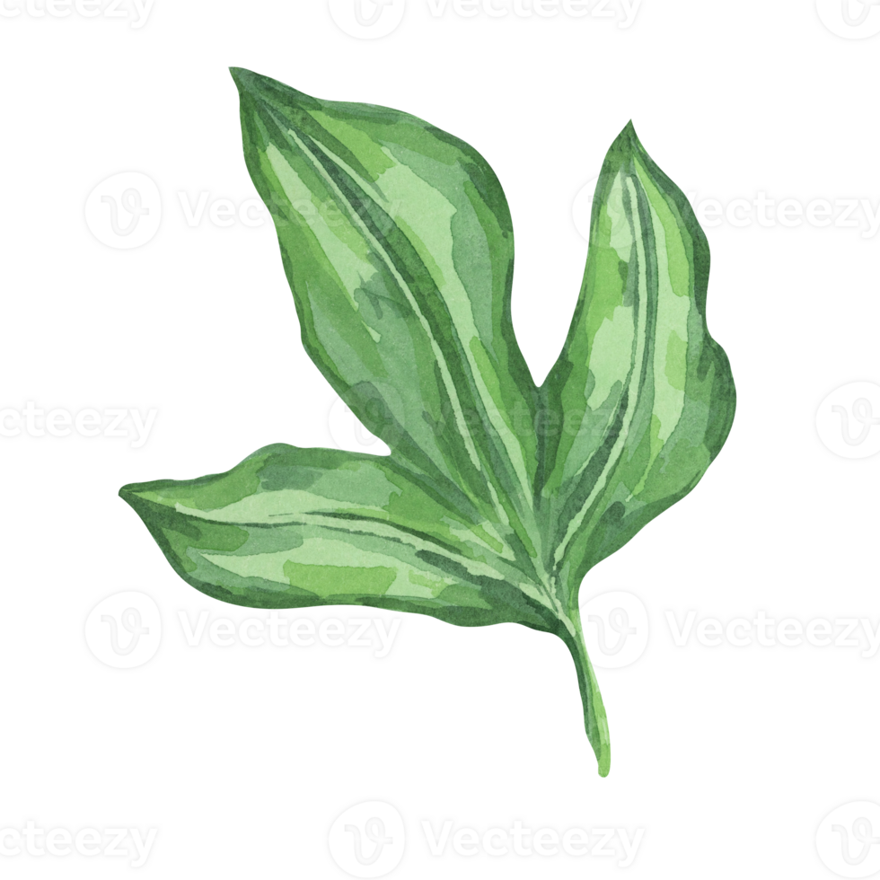 Granadilla leaf, painted with detailed green shading. Watercolor passion fruit foliage clipart perfect for botanical prints, Tropical-themed designs, or natural product advertisements png