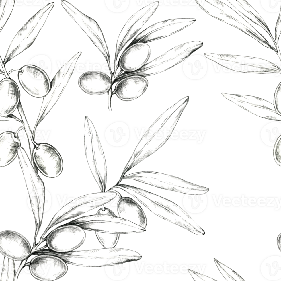 Hand-drawn olives and branches in pencil form a seamless pattern. Clipart ideal for fabric design, wallpaper, or stationery, adding a classic and botanical aesthetic to any project png