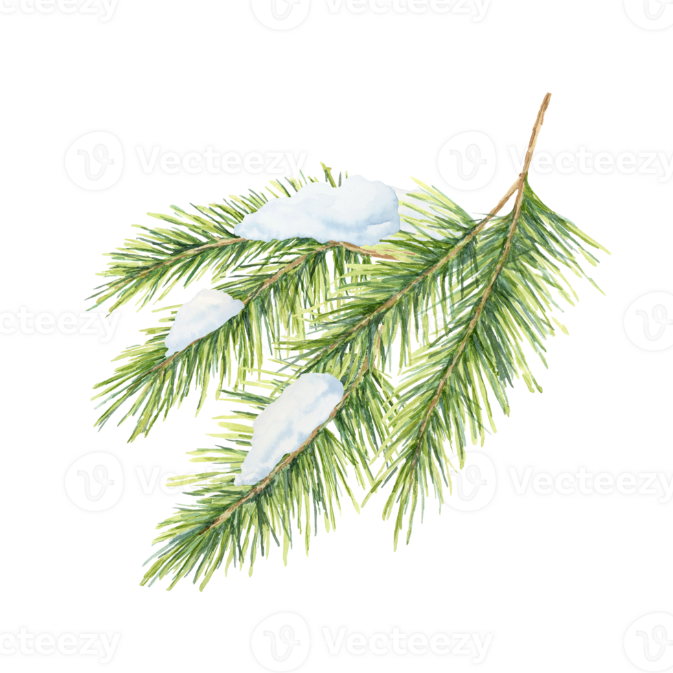 A green spruce branch with soft needles and patches of snow painted in watercolor. This clipart is perfect for winter-themed designs, holiday stationery, festive decorations, or seasonal product labels png