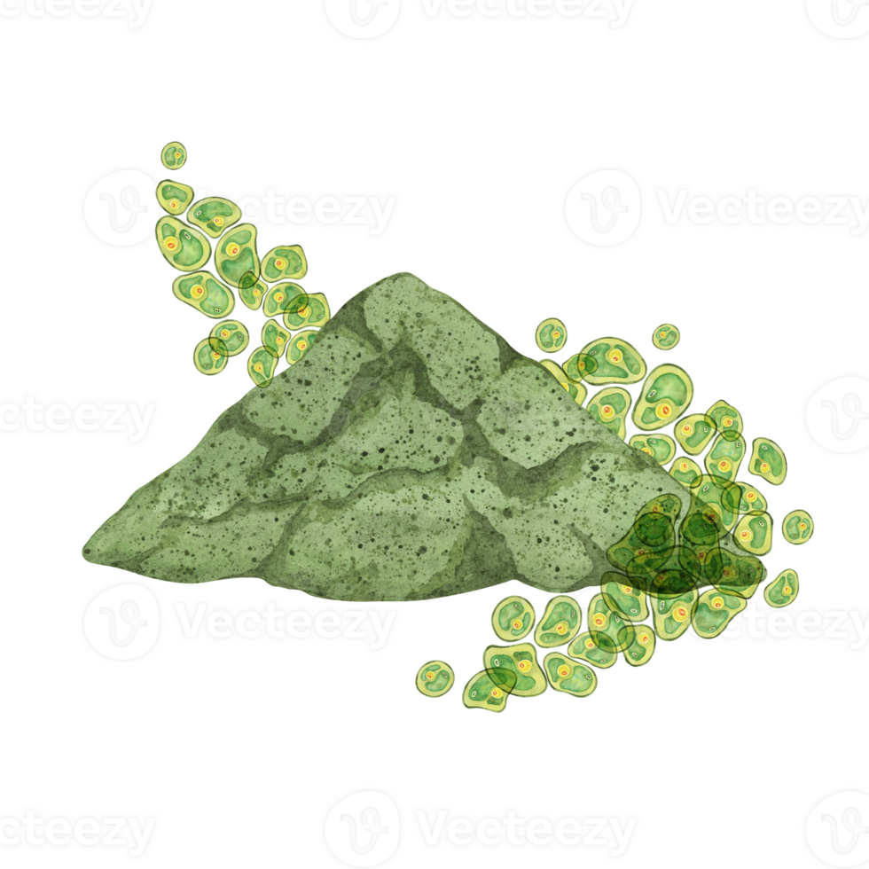 Chlorella algae watercolor clipart showcasing green clusters with a focus on Chlorella powder, suitable for health and wellness designs. Use in eco-conscious branding, and product packaging png