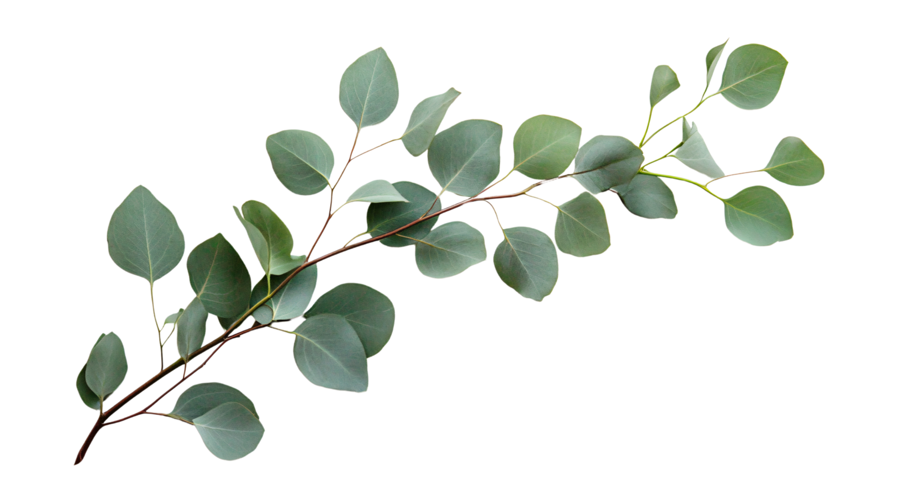 Green eucalyptus branch leaves floral isolated on transparent background png