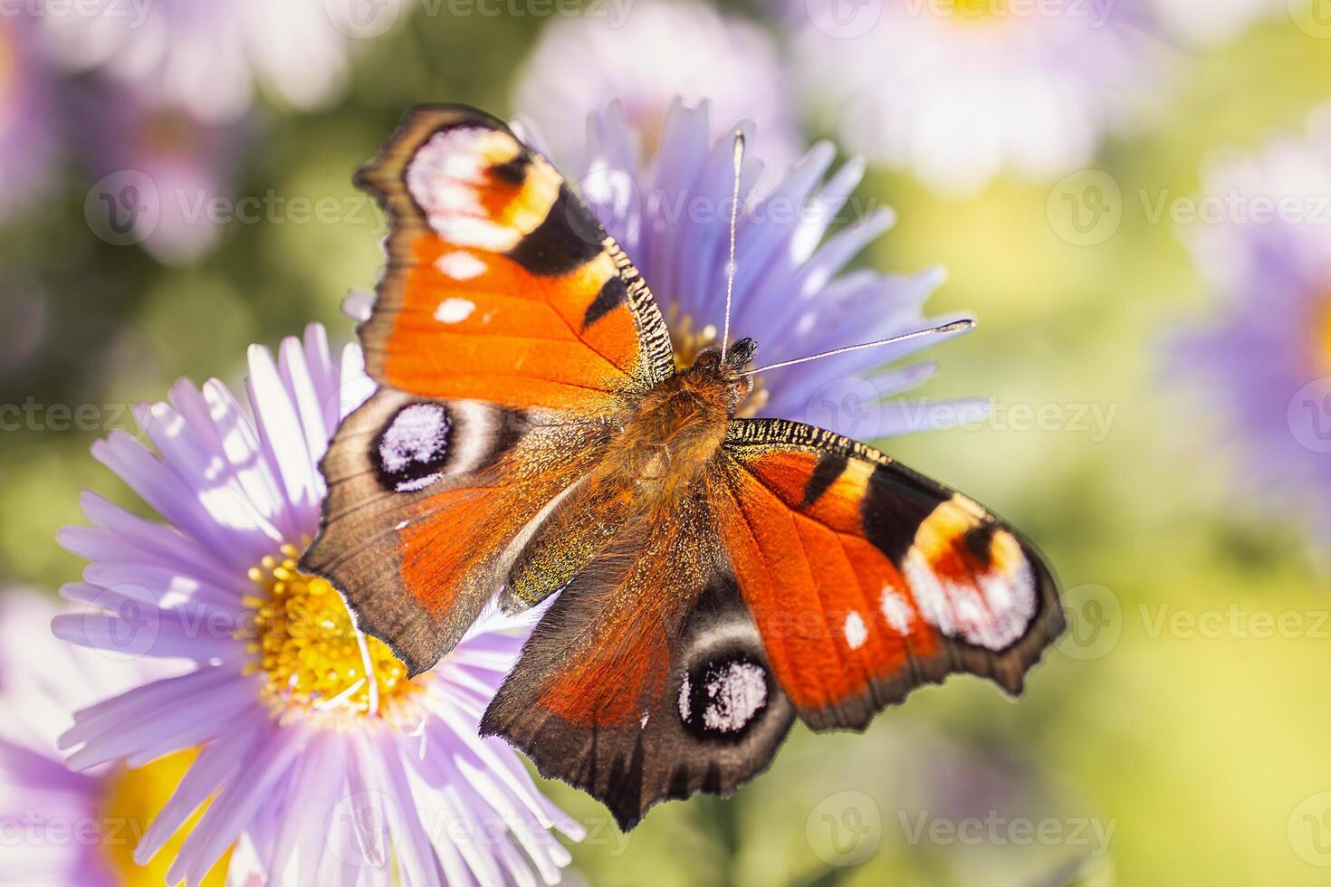 European peacock butterfly Aglais io Copy space.. photo