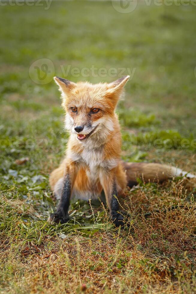 A close up of a Red Fox in the grass photo