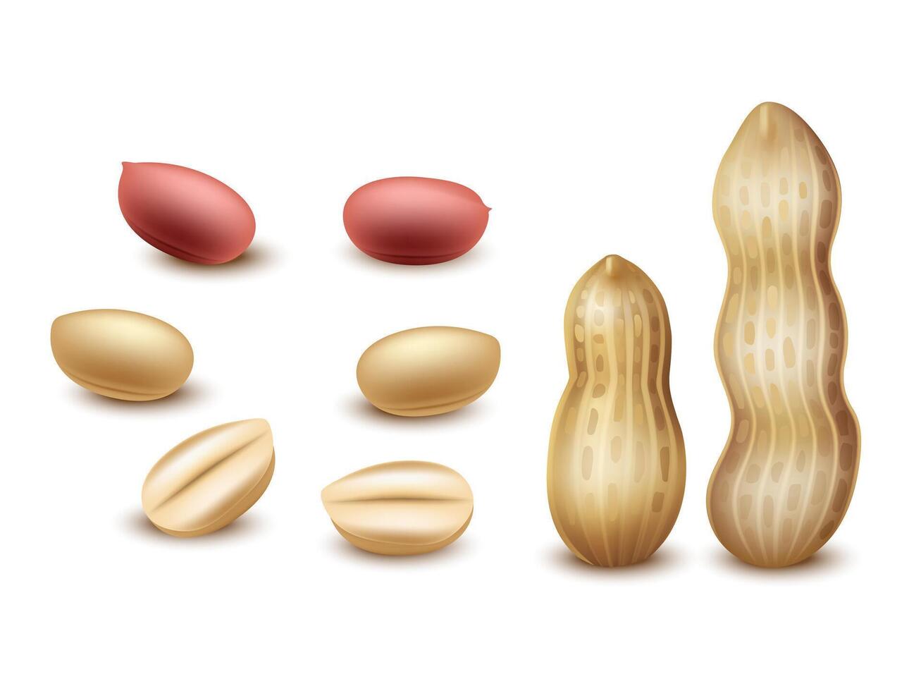 Realistic peanut in nutshell, kernels and peeled halves on white background. 3D nuts for organic product package design. Raw groundnut seeds for healthy diet. Natural products. vector