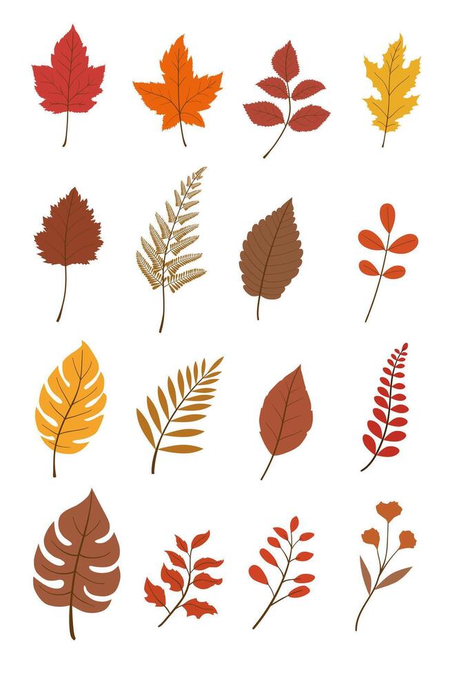 Autumn leaves illustration, fallen leaves featuring various shapes and colors, including orange, red, yellow, and brown leaves, on white background. vector