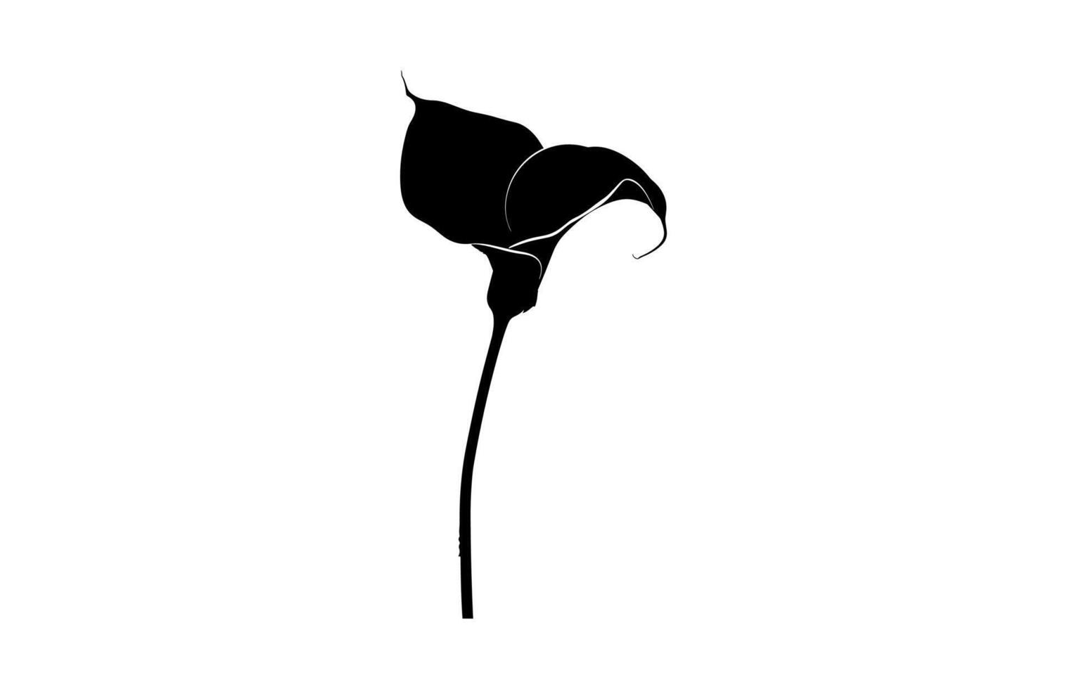 Arum Lily Silhouette vector
