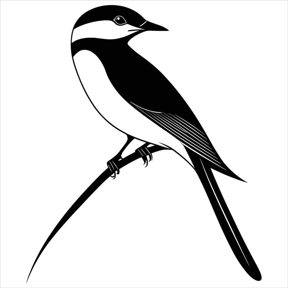 black color silhouette Grey Shrike Bird on a white background vector