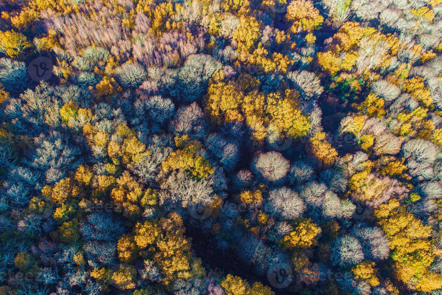 forest of deciduous trees in early autumn, seasonal autumn background. Zenithal view from a drone photo