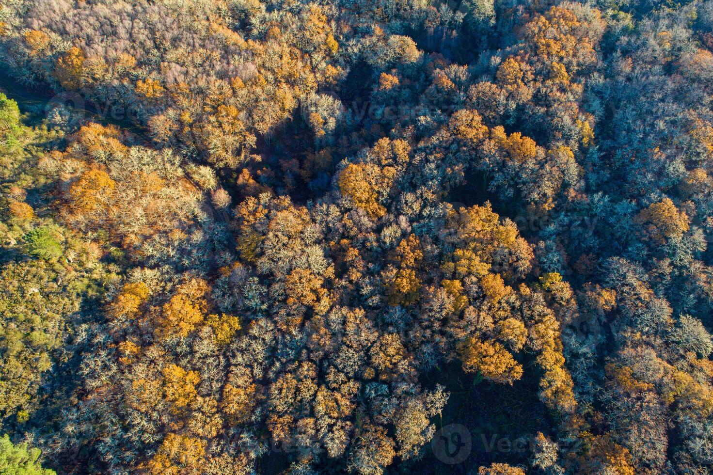 aerial top view of a deciduous forest in autumn with the leaves of the trees in different colors, seasonal background for texture and design photo