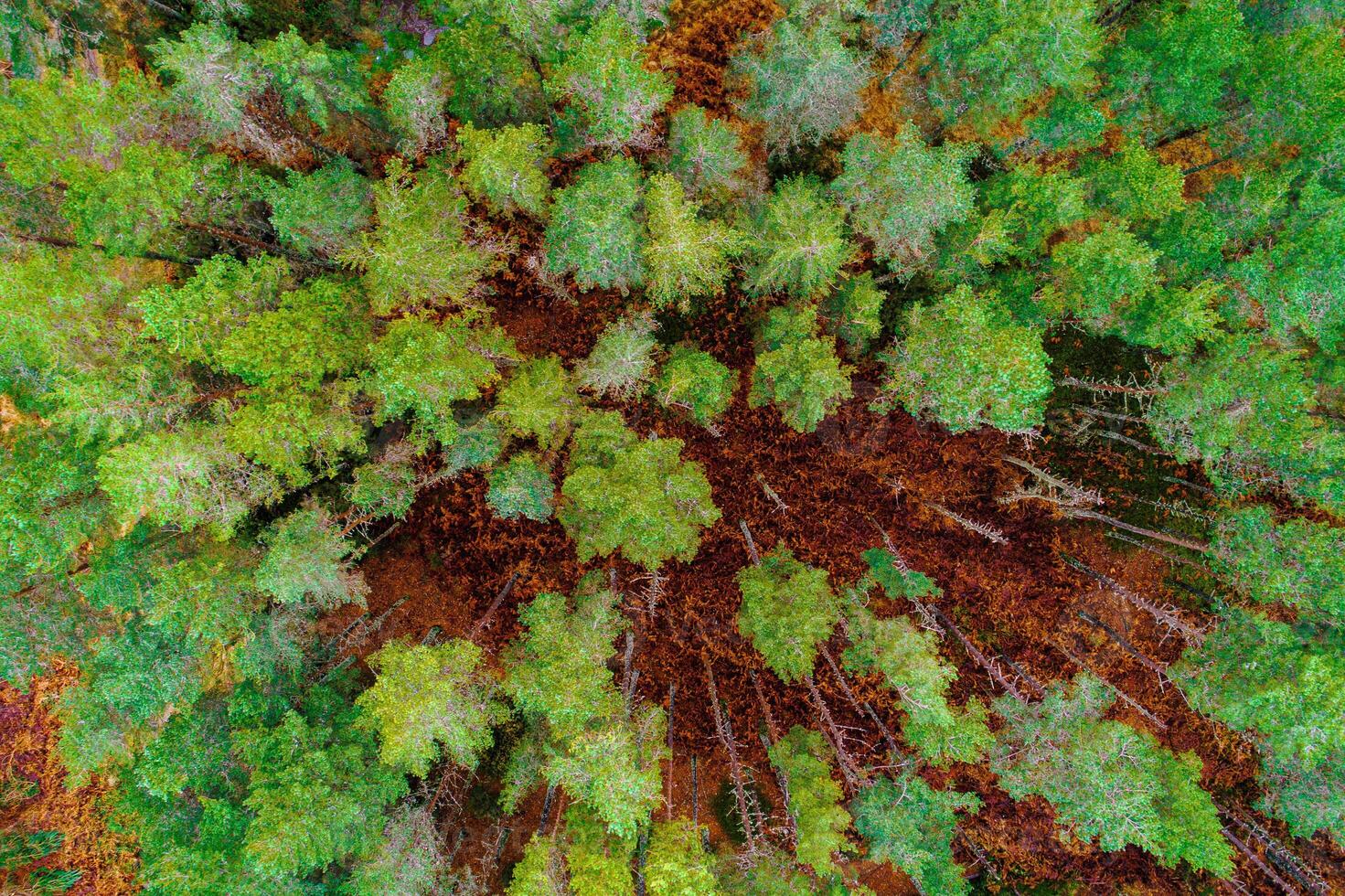 zenithal aerial view with drone of a pine tree forest in fall, autumn color concept photo