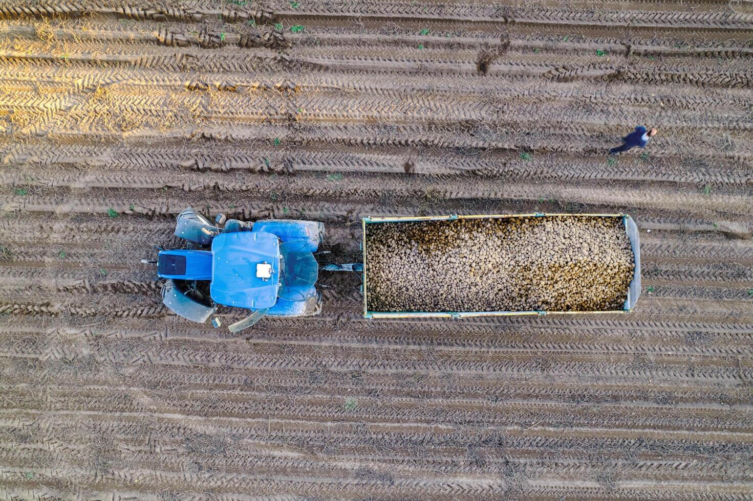 tractor wagon full of potatoes during harvesting, overhead view with drone. Agriculture concept photo