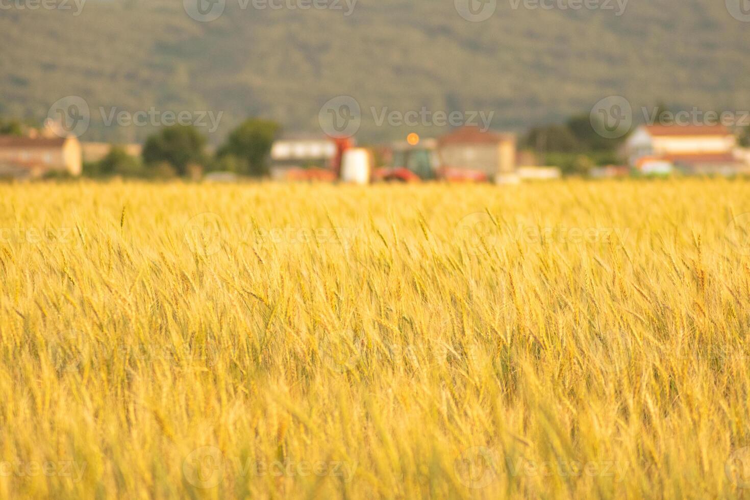 selective focus, a field of ripe wheat and a tractor in the background. Agricultural, harvest concept photo