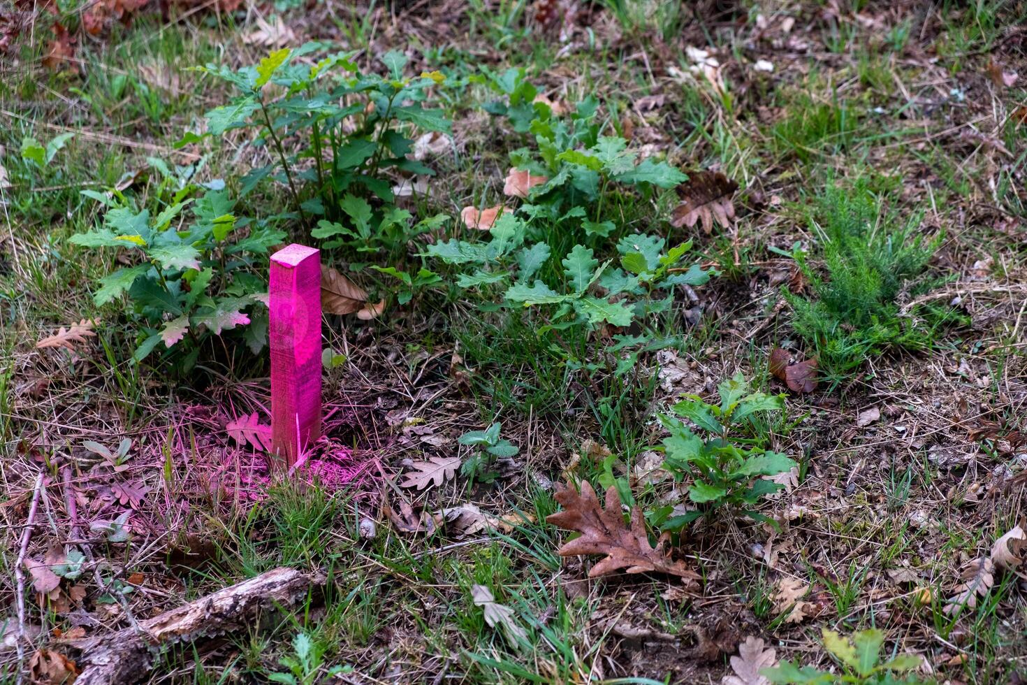 Pink painted stake driven into the ground as a topographic base. photo