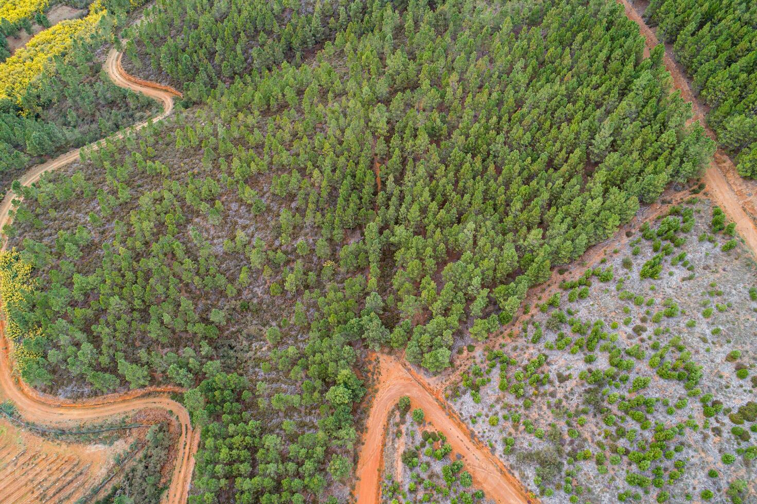 drone aerial view of a curvy forest track in a pine-planted mountain range photo
