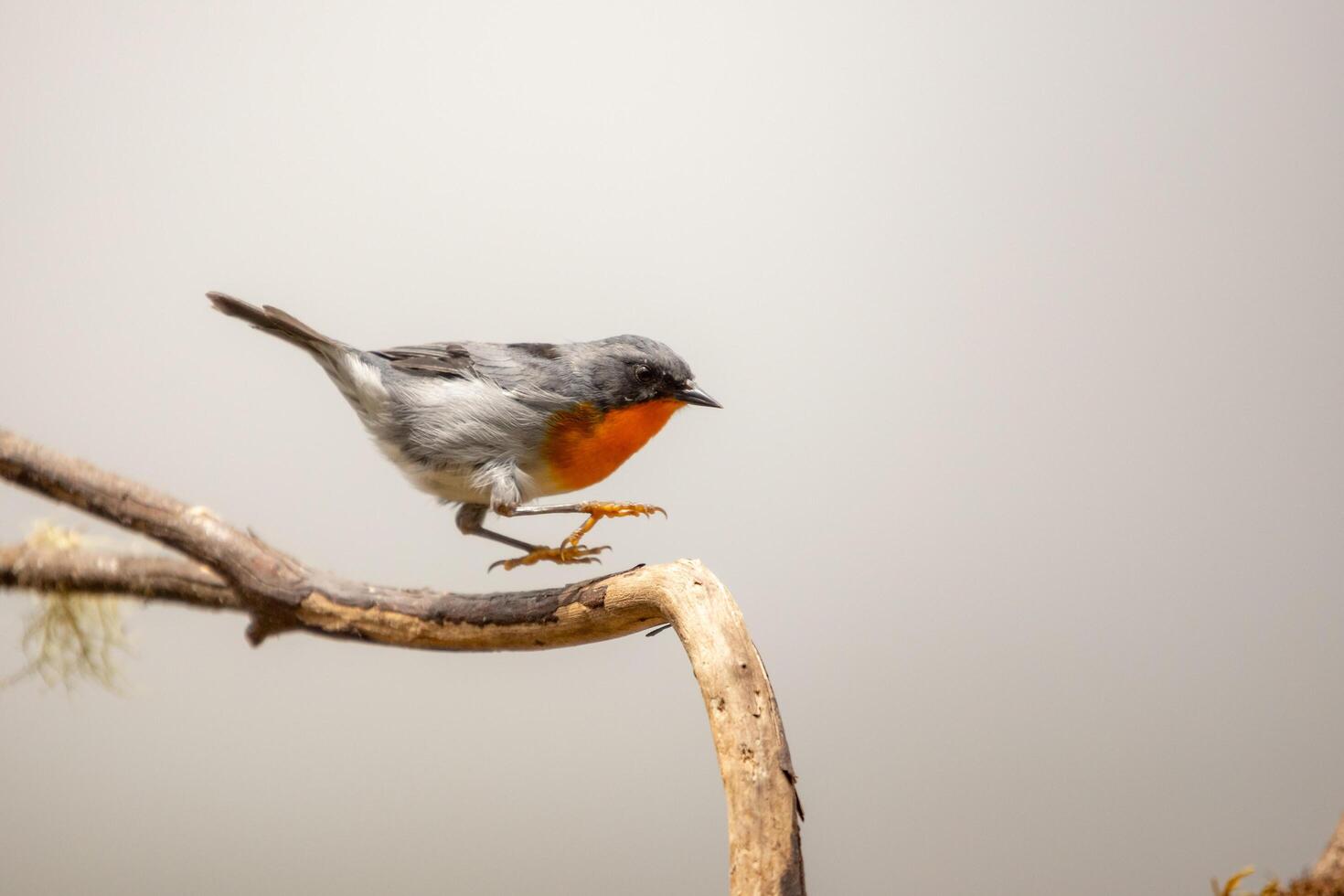 Flame-throated Warbler Oreothlypis gutturalis in Costa Rica photo