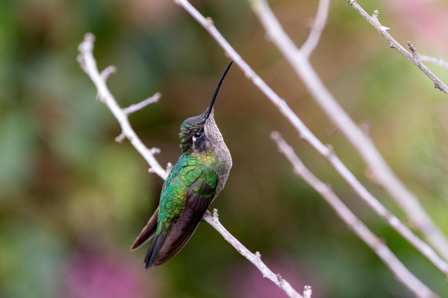 Rivoli s Hummingbird Eugenes fulgens in San Gerardo de Dota, Costa Rica photo
