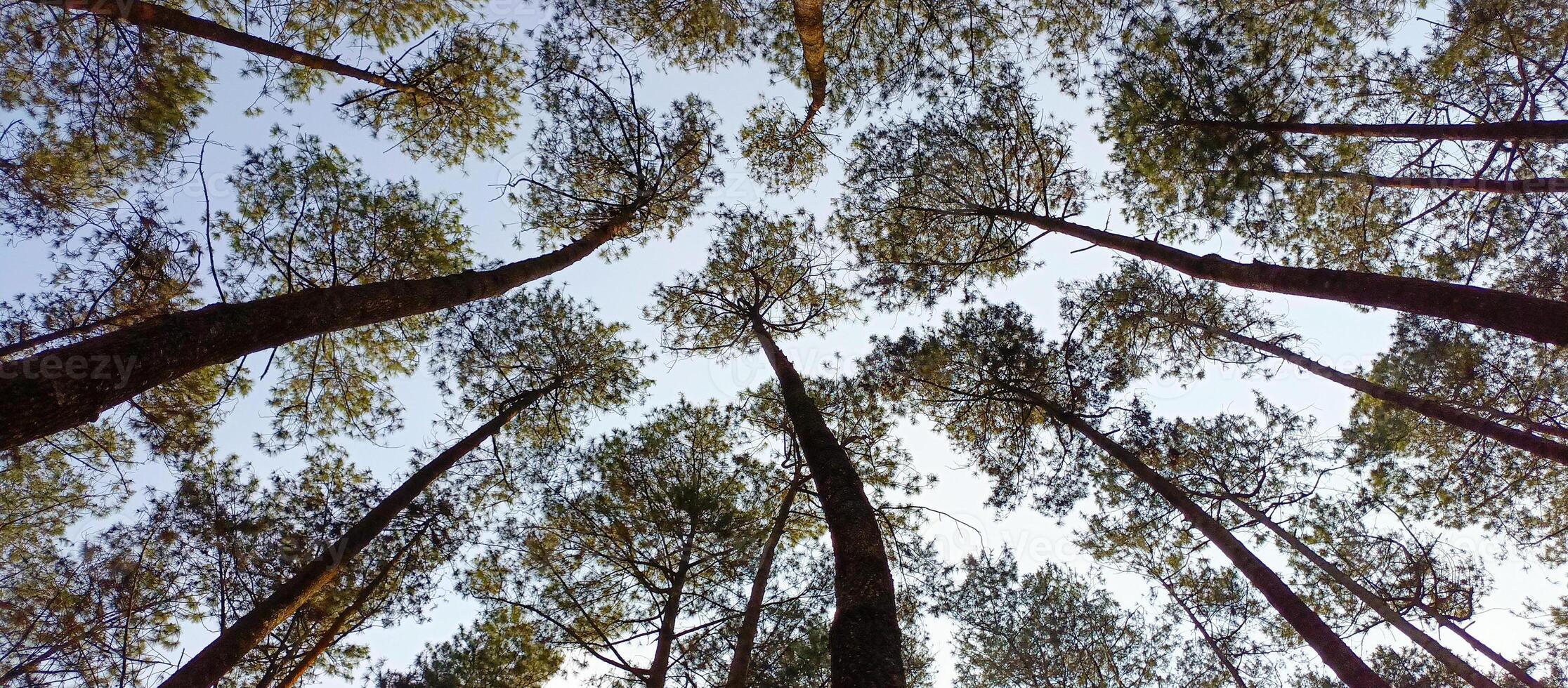 Pine trees down up view. tall pine trees in the forest with a blue sky in the morning. Environment, plant, ecosystem concept. photo