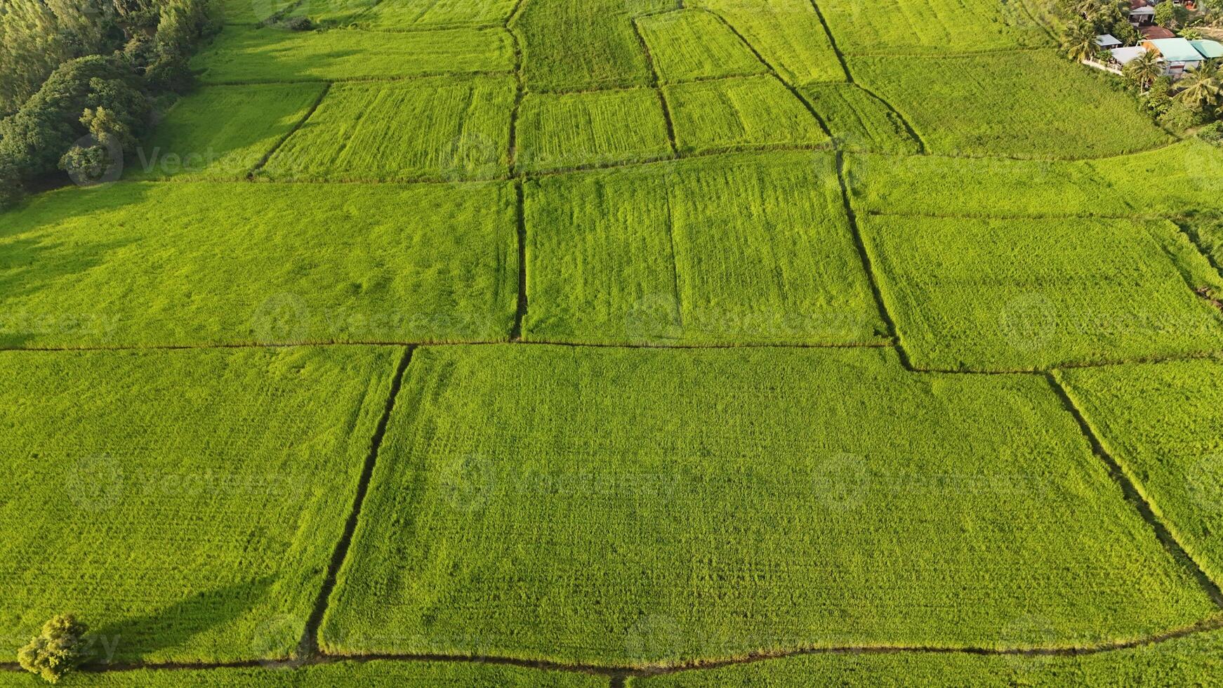An aerial view of a green field with many rows of grass photo