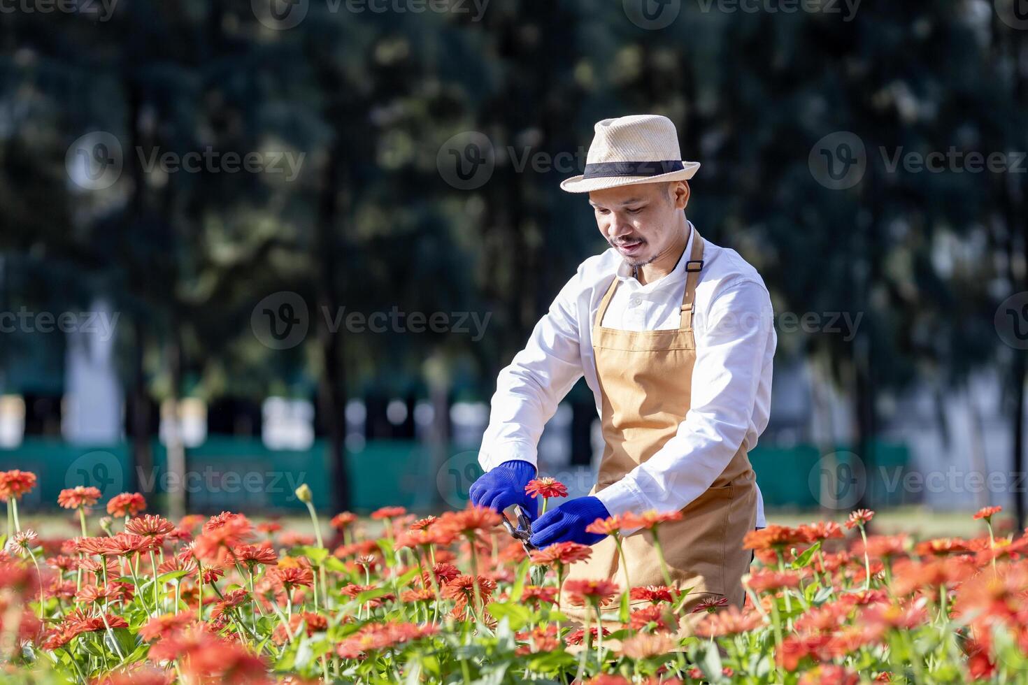 Asian farmer and florist is working in the farm while cutting zinnia flowers using secateurs for cut flower business in his farm for agriculture industry photo
