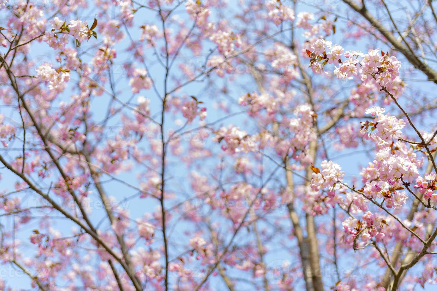 Spring flowering of sakura. Background for a festive wedding greeting card and wedding invitation. photo